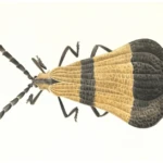 Calopteron bifasciatum