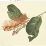 Combretum fruticosum