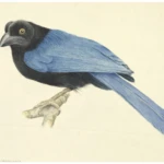 Cyanocorax sanblasianus