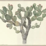 Opuntia strepthacatha