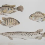 Paleta casta rica pejelagarto tenhuallaca