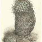 Strombocactus corrigidorae